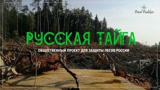 Проект "Русская тайга" - защита лесов России.